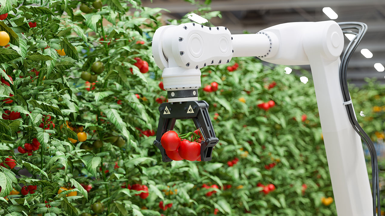 Cosechadora automatizada