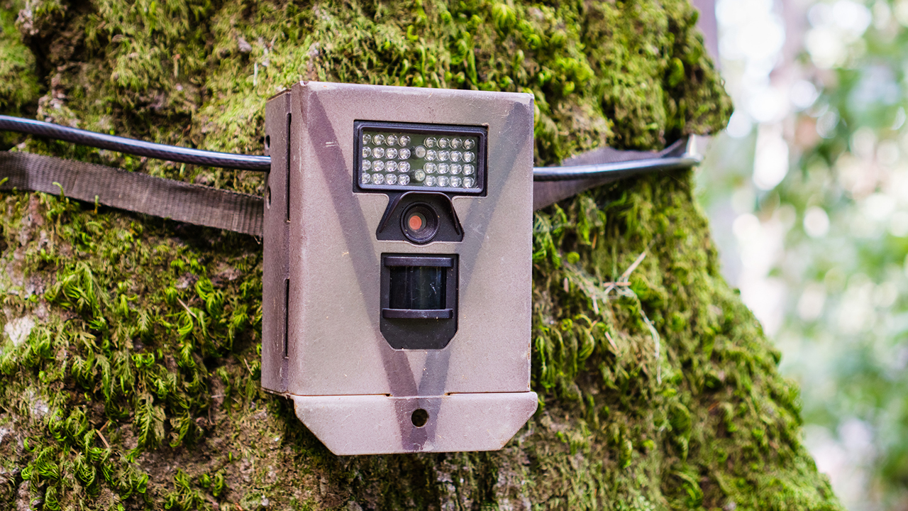 Sensores y vigilancia de árboles y fauna silvestre