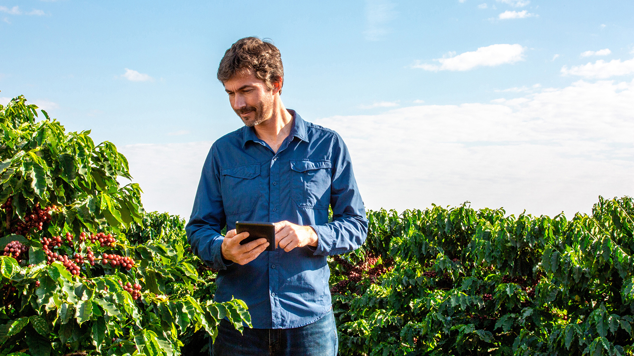 Agricultura del café