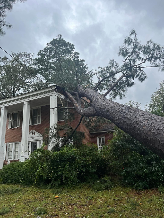 Árbol caído por una tormenta