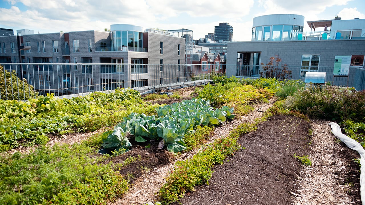 Agricultura urbana