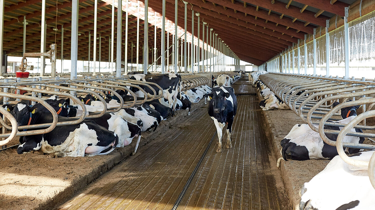 Control del confort de las vacas en los establos