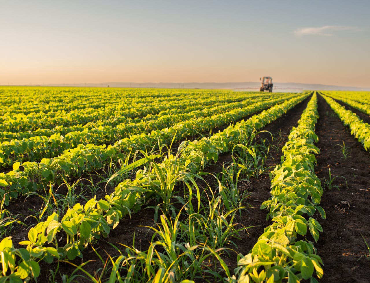 Hileras de cultivos verdes en un campo con un tractor a lo lejos.