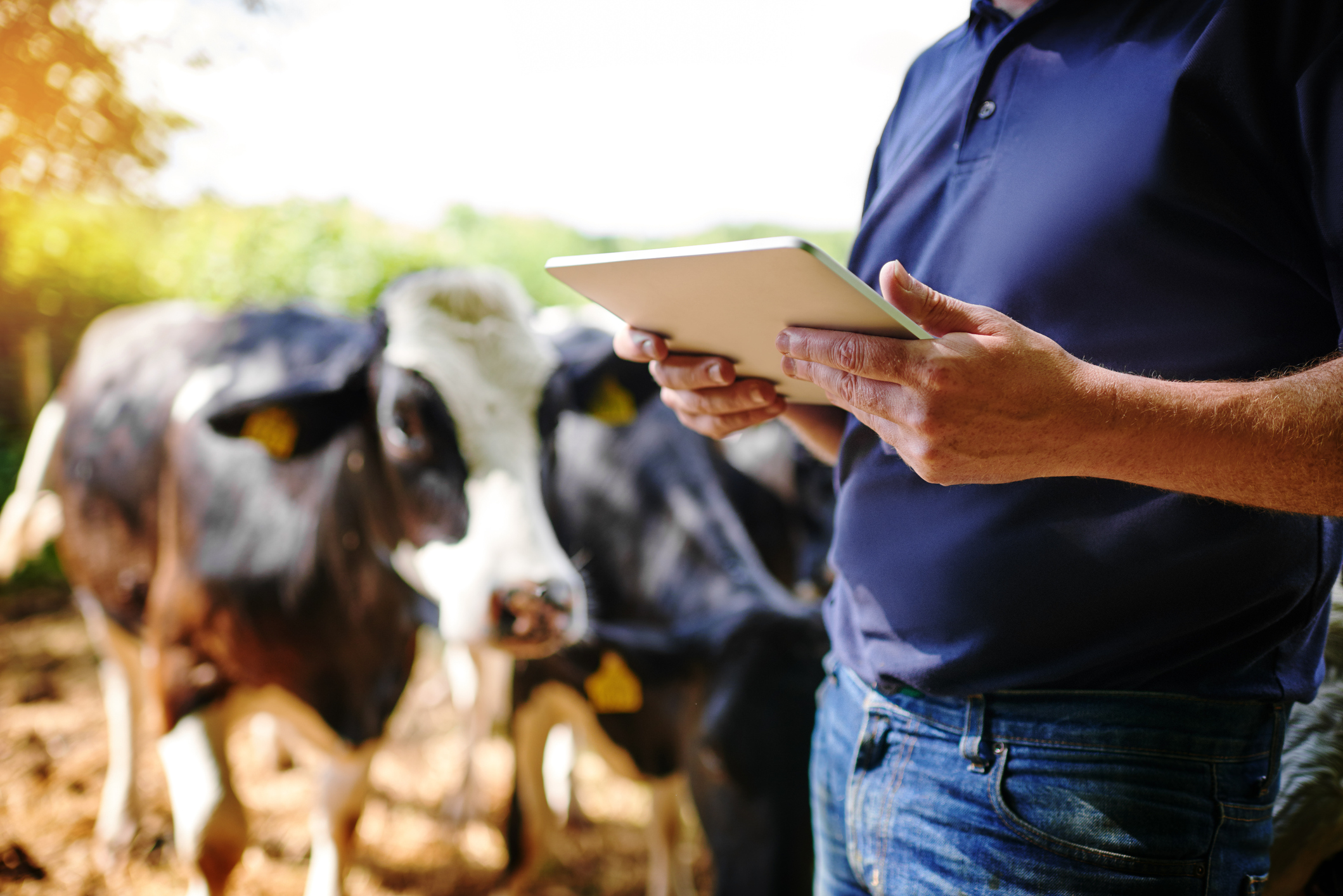 IoT Aplicaciones de la agricultura de precisión: 7 ejemplos reales